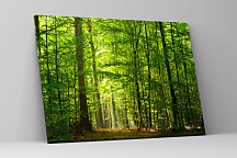Obraz Krása lesa zs1140